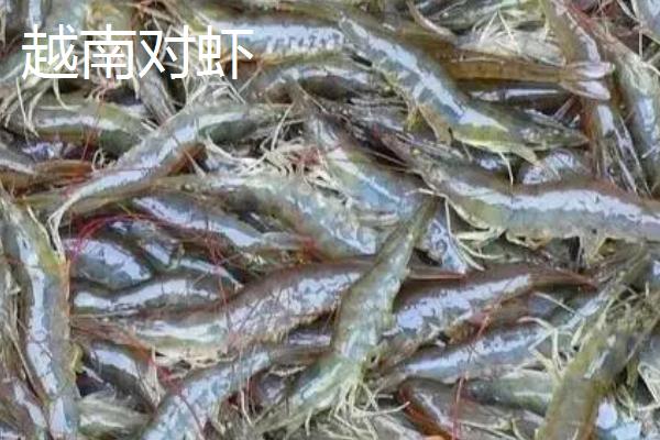 越南对虾是淡水虾吗，不是淡水虾而是海水虾
