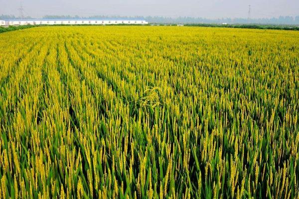 荃优合莉油占水稻种子特点，早造全生育期128～131天
