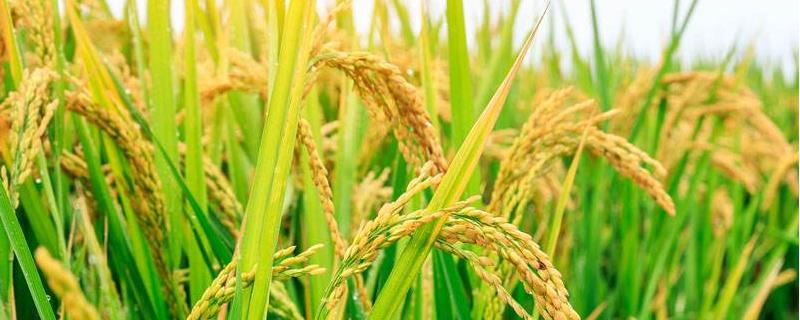 金稻优1302水稻品种简介，高抗稻瘟病