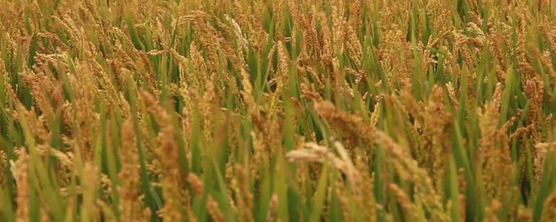 南两优红3号水稻品种的特性，高抗稻瘟病