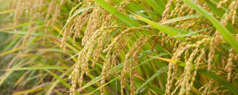 金红丝苗水稻品种简介，高抗稻瘟病