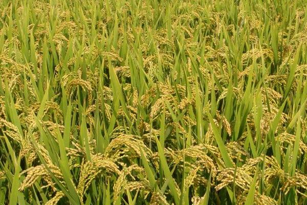 香龙优2877水稻品种的特性，注意防治白叶枯病