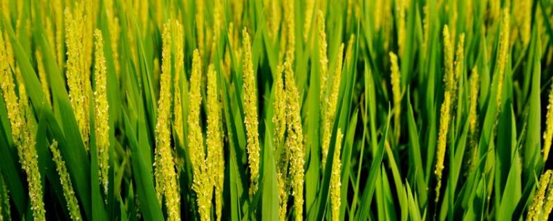 荃优合莉油占水稻种子特点，早造全生育期128～131天