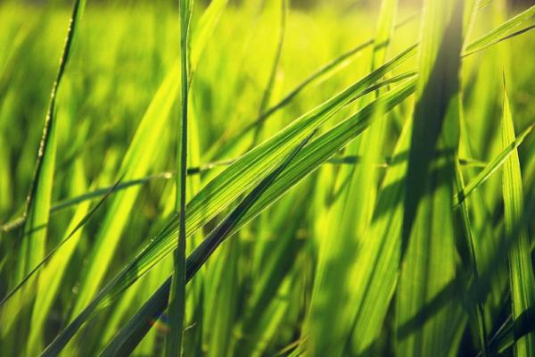 香龙优2877水稻品种的特性，注意防治白叶枯病