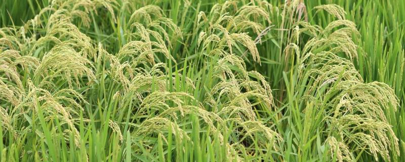 丽香优5号水稻种子简介，每亩大田用种量25～5千克