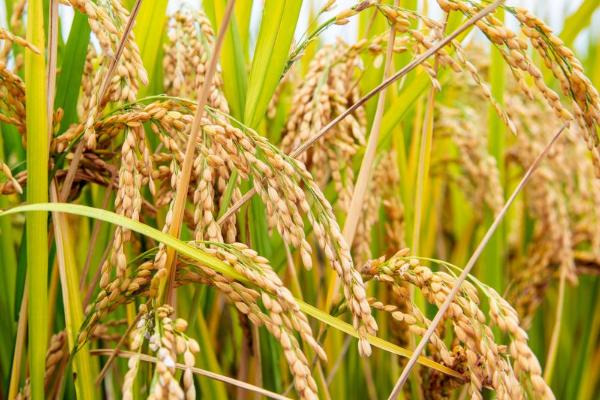 恒丰优5511水稻品种的特性，早造全生育期124～128天