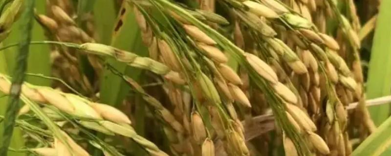 中昊优T37水稻种子介绍，属大穗型品种