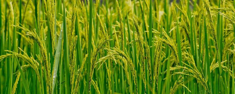 广8优1205水稻品种简介，每亩大田用种量0～5千克