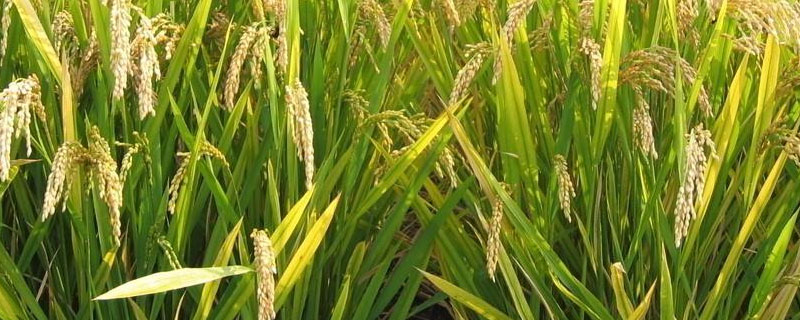 恒丰优5511水稻品种的特性，早造全生育期124～128天