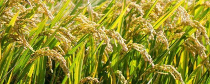 野优5522水稻种简介，高抗稻瘟病