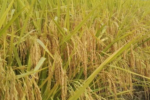 广油占水稻种子特征特性，早造全生育期127～130天