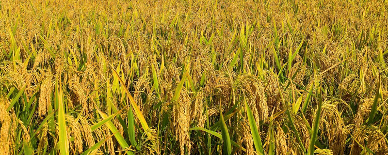 黄广美占水稻种子介绍，感温型常规稻品种