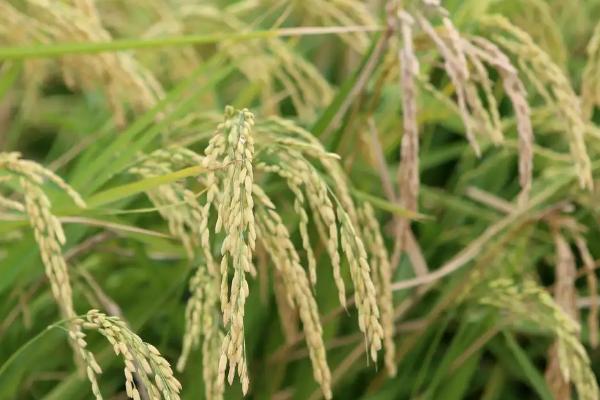 广油占水稻种子特征特性，早造全生育期127～130天