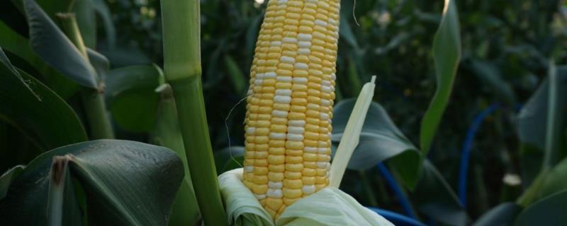 桂单662玉米种简介，一次性播种全苗