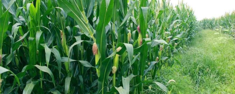 D玉001玉米品种简介，生育期春季平均114天