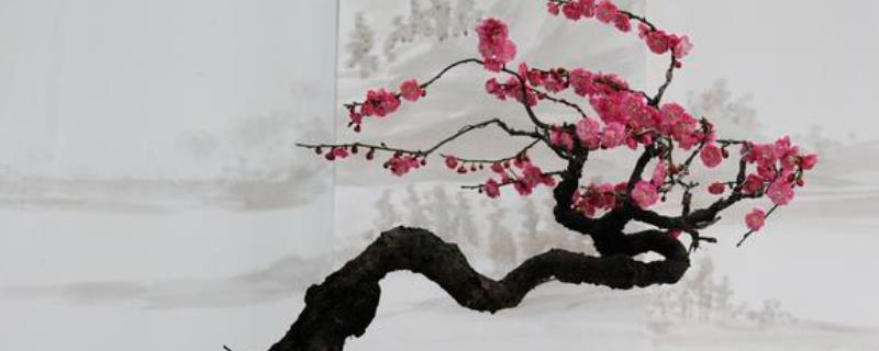 梅花一般开多久，通常开1-2个月