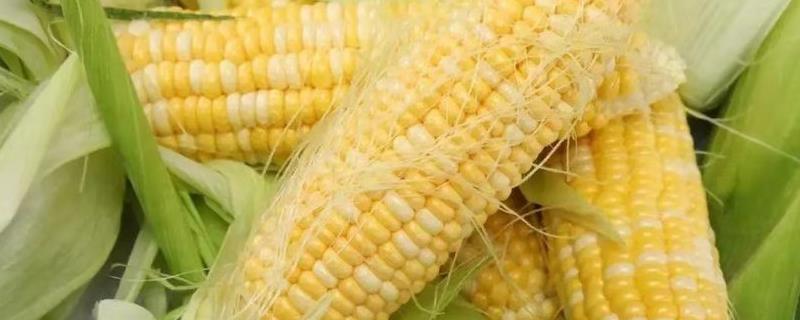 阿单6号玉米种子特征特性，一次性播种全苗