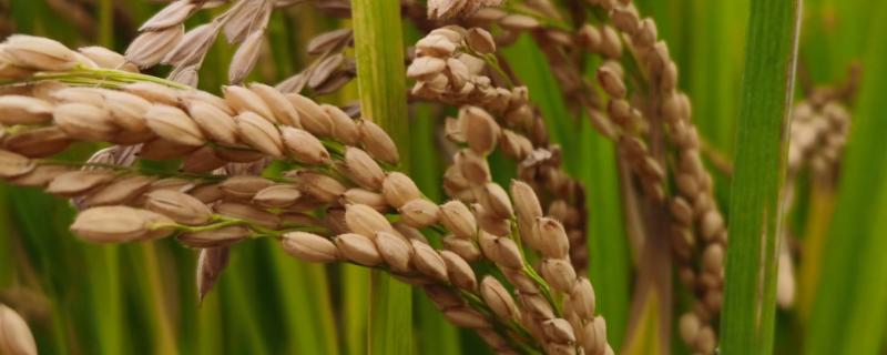 深两优841水稻种子简介，每亩秧田播种量10千克