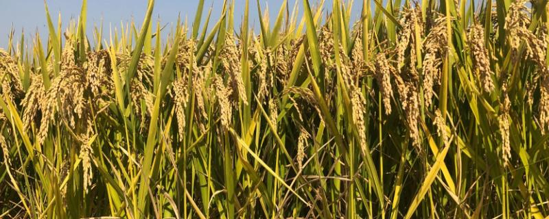 明两优829水稻种子介绍，种植密度15厘米×20厘米
