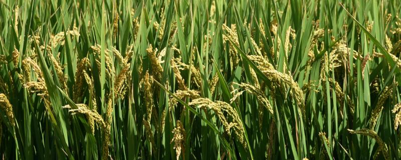 两优688水稻种子特征特性，秧田亩播种量15千克左右