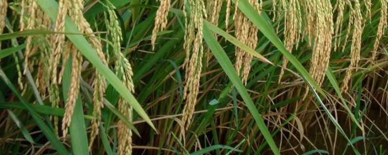 C两优华占水稻种子特点，全生育期早稻123.4天
