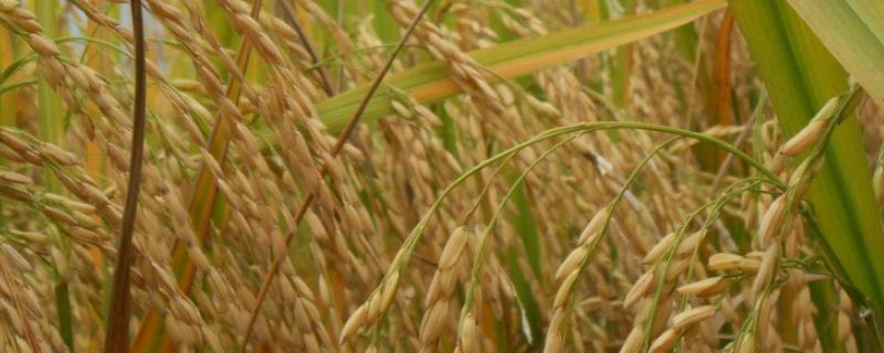广粮香2号水稻种子特点，感温籼型常规水稻品种