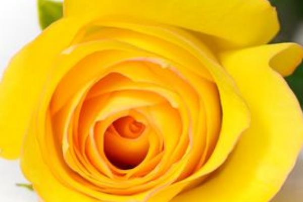 黄玫瑰的品种有哪些，金香玉、金枝玉叶等品种比较常见
