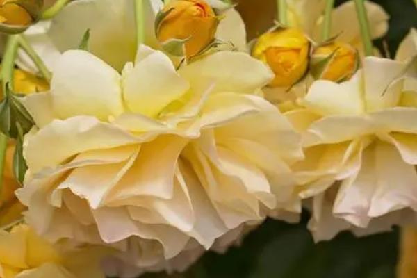 黄玫瑰的品种有哪些，金香玉、金枝玉叶等品种比较常见