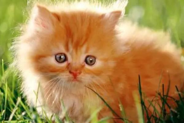 猫咪患上黄疸的原因，可能是误食了药物、化学药品等