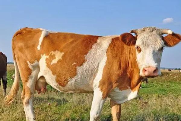 母牛在什么情况下用前列烯醇，普通母牛和奶牛的使用方法不同