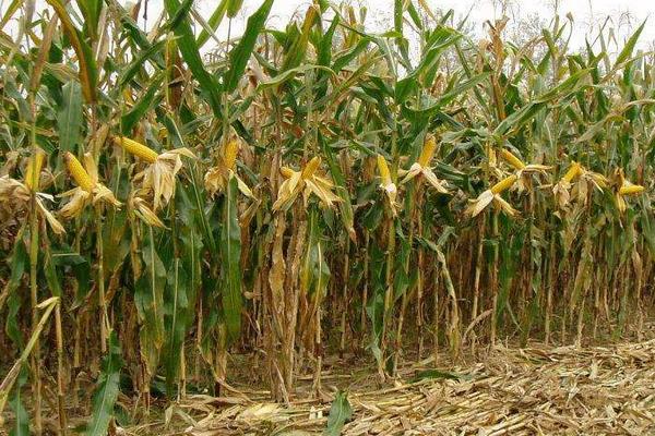 鑫玉177玉米种子介绍，适宜密度为每亩5000株左右