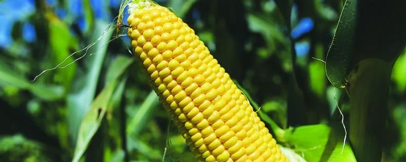登海518玉米种子特点，夏播生育期102天