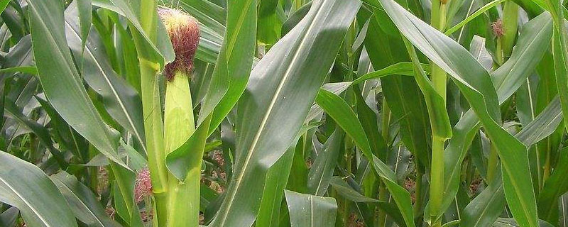德科501玉米种子简介，适宜密度为每亩5000株左右