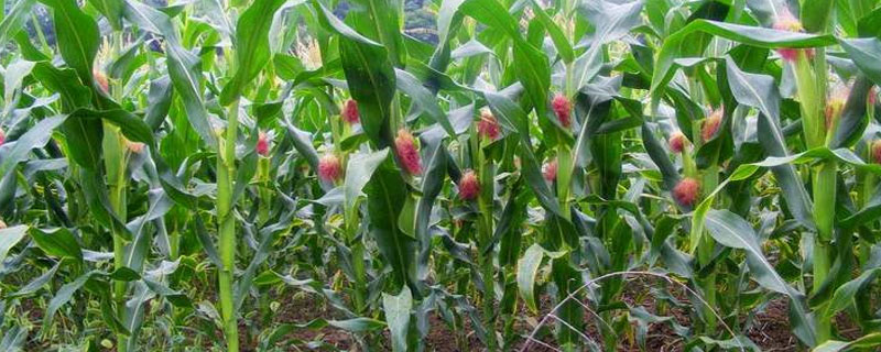 奥原7号玉米种子简介，适宜密度为每亩5000株左右