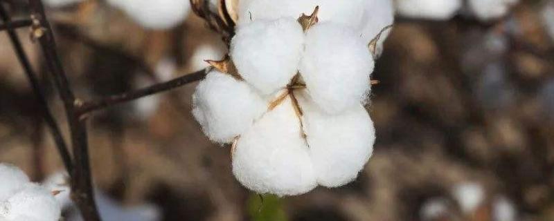 鲁棉378棉花种子介绍，属转基因中早熟品种