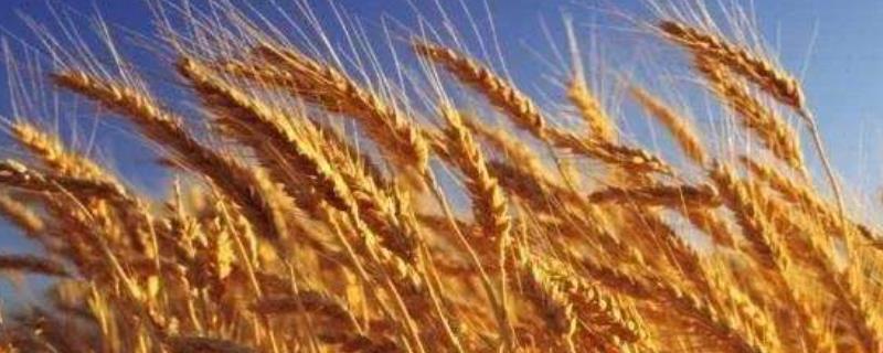 圣麦127小麦品种的特性，适宜播期10月5～10日