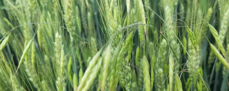 宛麦632小麦种子介绍，每亩适宜基本苗18～22万
