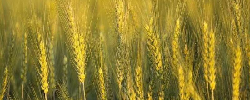 财源2号小麦种子介绍，半冬性品种