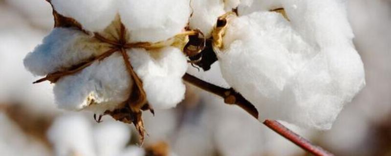 中棉所99001棉花品种简介，及时防治虫害