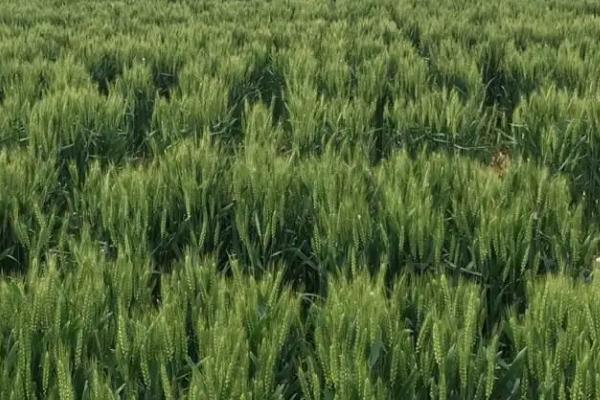 宛麦632小麦种子介绍，每亩适宜基本苗18～22万