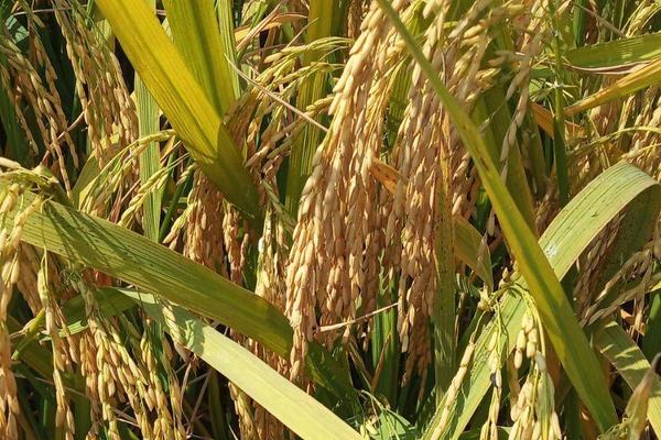 内10优702水稻品种的特性，3月下旬至4月上旬播种