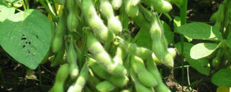 菏豆14号大豆种简介，6月上中旬播种