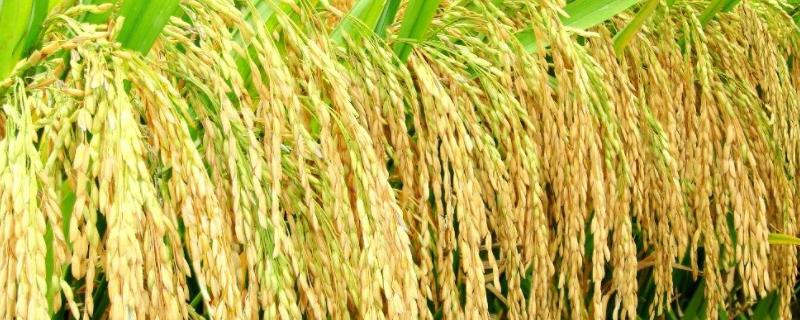 襄两优322水稻品种的特性，秧田亩播种量6～8公斤