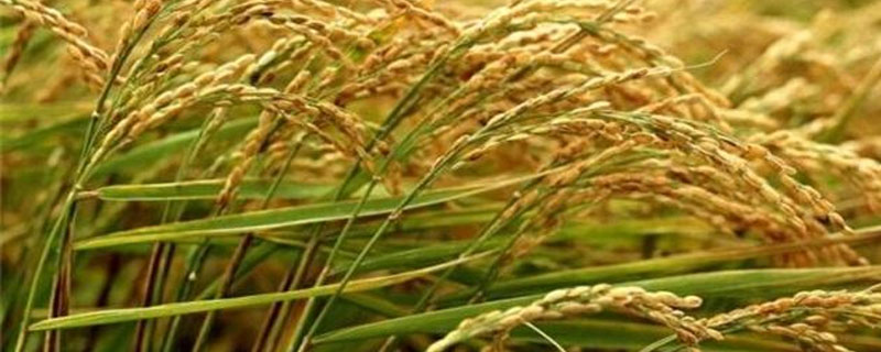全两优华占水稻种子简介，秧田亩播种量8～10公斤