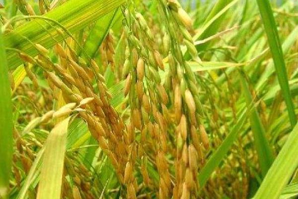 绿银占水稻种子特征特性，全生育期119.4天