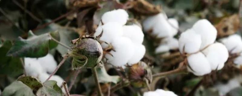 亚华棉19号棉花品种的特性，每亩种植2000-3000株