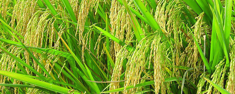 泰优068水稻种子介绍，6月中旬播种