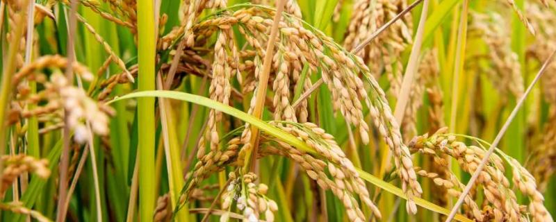 深优9591水稻种子特征特性，全生育期115.1天