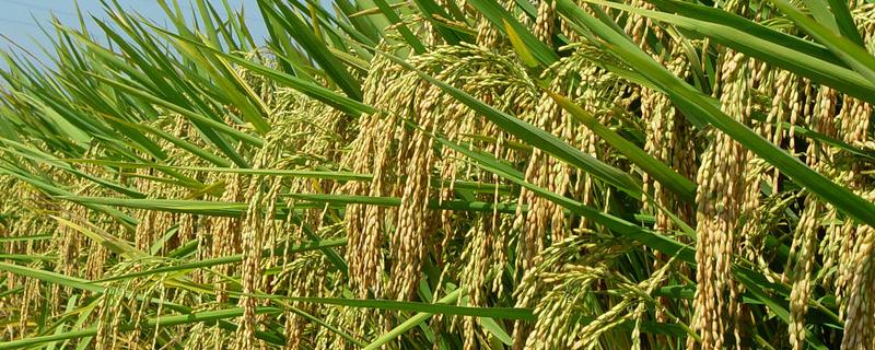 玖两优615水稻种简介，籼型两系杂交晚稻中熟品种