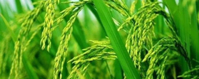 深两优1124水稻品种简介，4月中下旬播种
